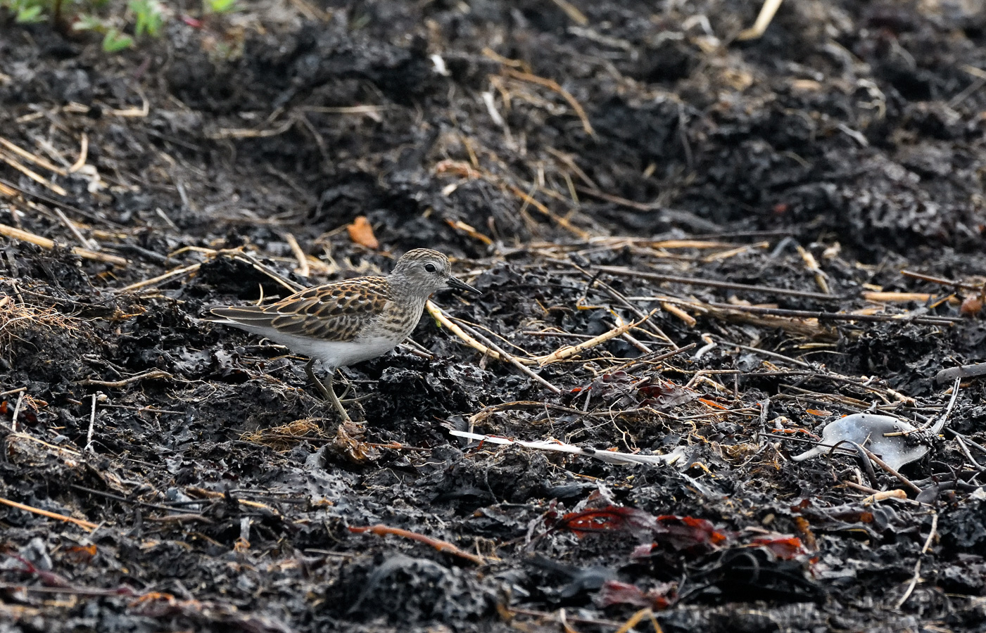 Calidris minutilla [380 mm, 1/500 Sek. bei f / 8.0, ISO 1600]